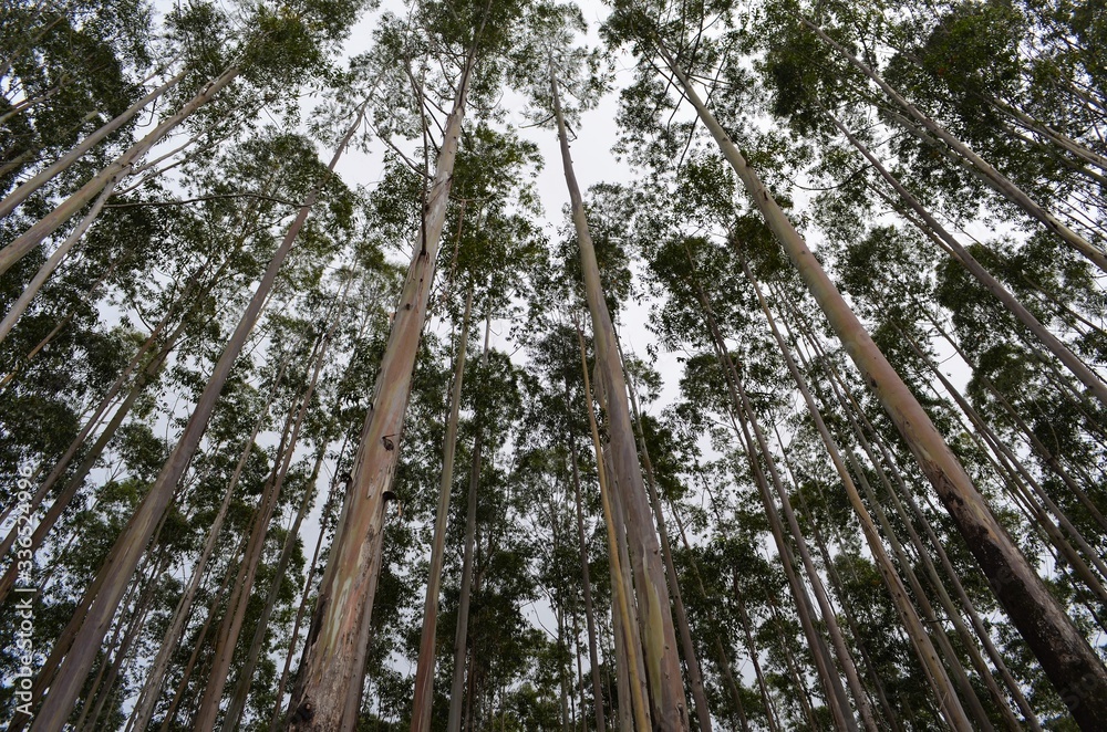 Fototapeta premium Eucalyptus forest