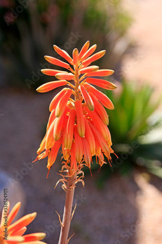 The flowers of the Aloe Cameronii (Red Aloe Vera) plant, an evergreen perrenial originating from the Arabian Peninsula now successfuly transplanted to Arizona and other parts of the World photo