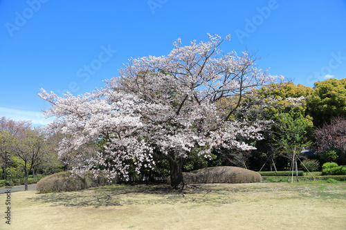 Obraz na plátne Cherry Blossom in Tokyo Japan