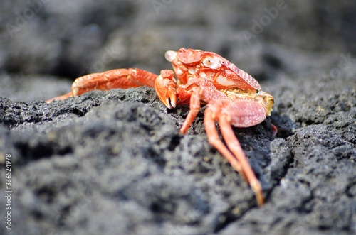 Red crab on the beach