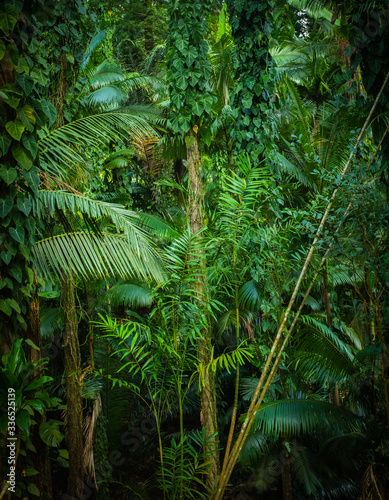 Fototapeta Naklejka Na Ścianę i Meble -  Thick Tropical Jungle Background