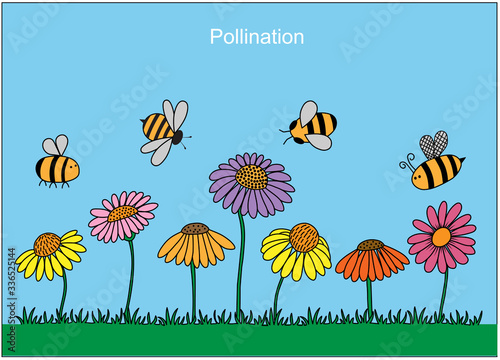 Pollination through bees. Vector diagram showing pollination through bees in color.