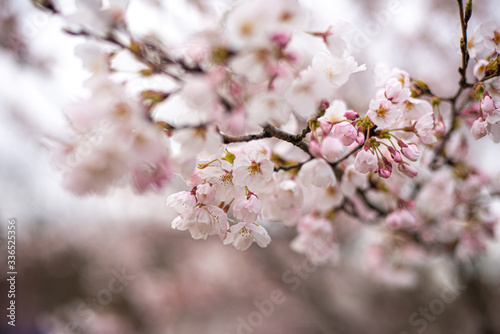 桜 ©  Aveyasuhiro 