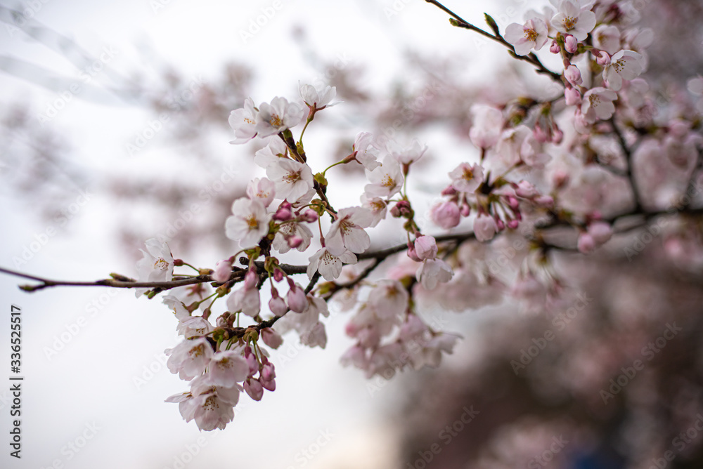 桜 桜