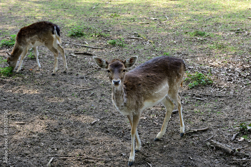 rehkitz in neusser selikum park