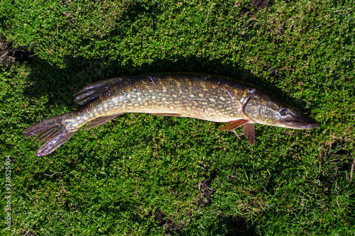 Fisherman trophy. Caught pike fish lies on the grass