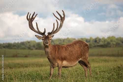 Red deer walks through the meadow. The male has large horns. Deer stands in a green meadow. He has beautiful and branched horns. Sunset sun, beautiful clouds.