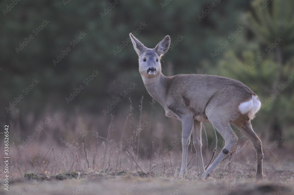 European roe deer (Capreolus capreolus) posing and displaying on camera European roe deer (Capreolus capreolus) posing and displaying on camera