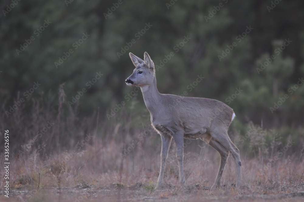 European roe deer (Capreolus capreolus) posing and displaying on camera European roe deer (Capreolus capreolus) posing and displaying on camera
