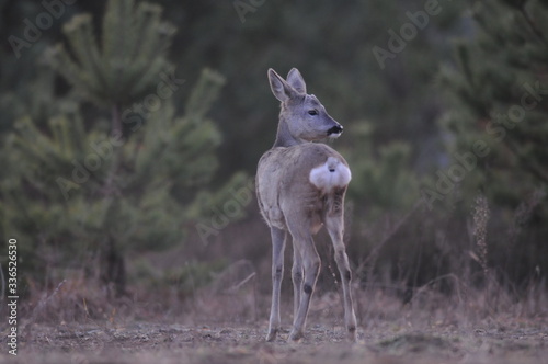 European roe deer  Capreolus capreolus  posing and displaying on camera