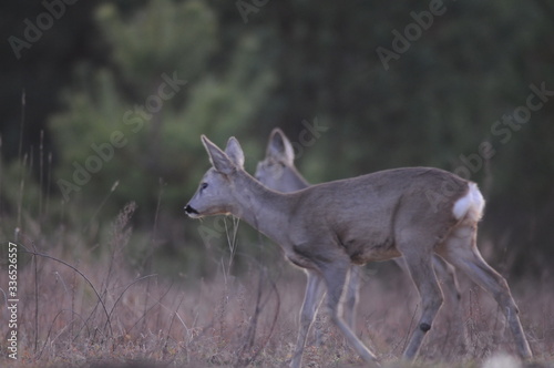 European roe deer  Capreolus capreolus  posing and displaying on camera