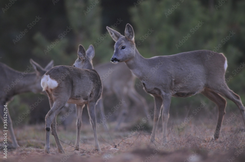 European roe deer (Capreolus capreolus) posing and displaying on camera European roe deer (Capreolus capreolus) posing and displaying on camera