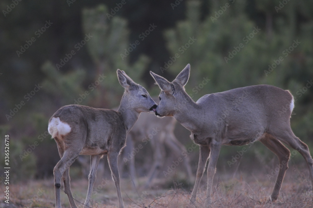 European roe deer (Capreolus capreolus) posing and displaying on camera European roe deer (Capreolus capreolus) posing and displaying on camera