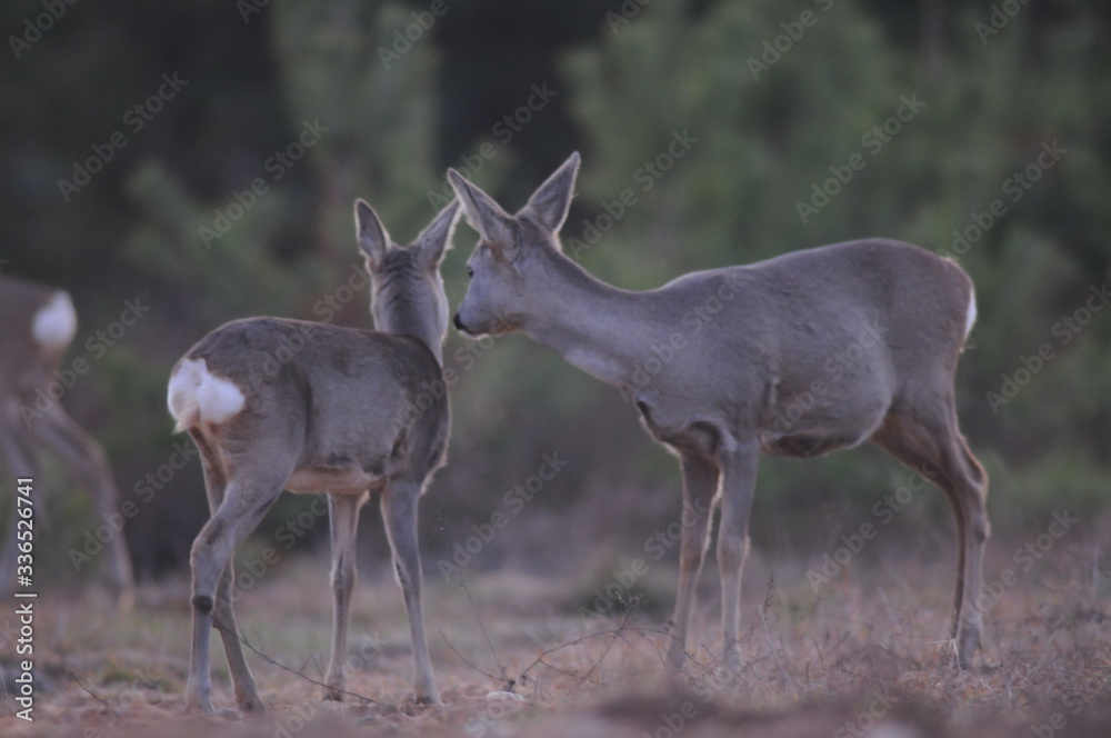 European roe deer (Capreolus capreolus) posing and displaying on camera European roe deer (Capreolus capreolus) posing and displaying on camera