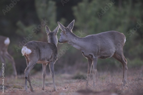 European roe deer  Capreolus capreolus  posing and displaying on camera