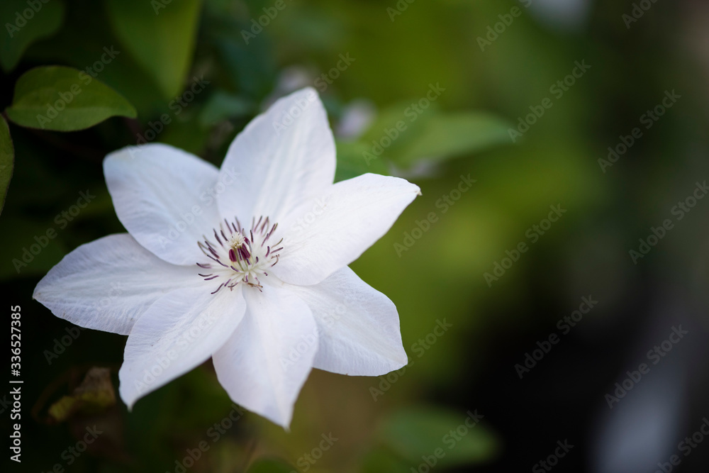 Beautiful white clematis bloom selective focus Beautiful white clematis bloom selective focus