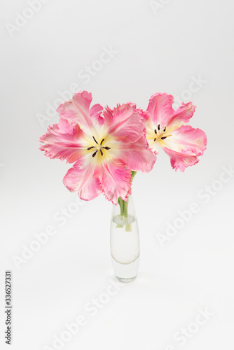 Beautiful Pink parrot tulip on white background with copy space