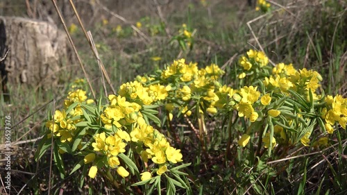 (Gymnospermium odessanum), Flowering plant plants from the Red Book of Ukraine. Tiligulsky estuary. Ukraine photo