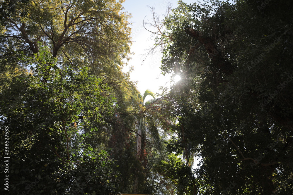 Fototapeta premium sun through trees