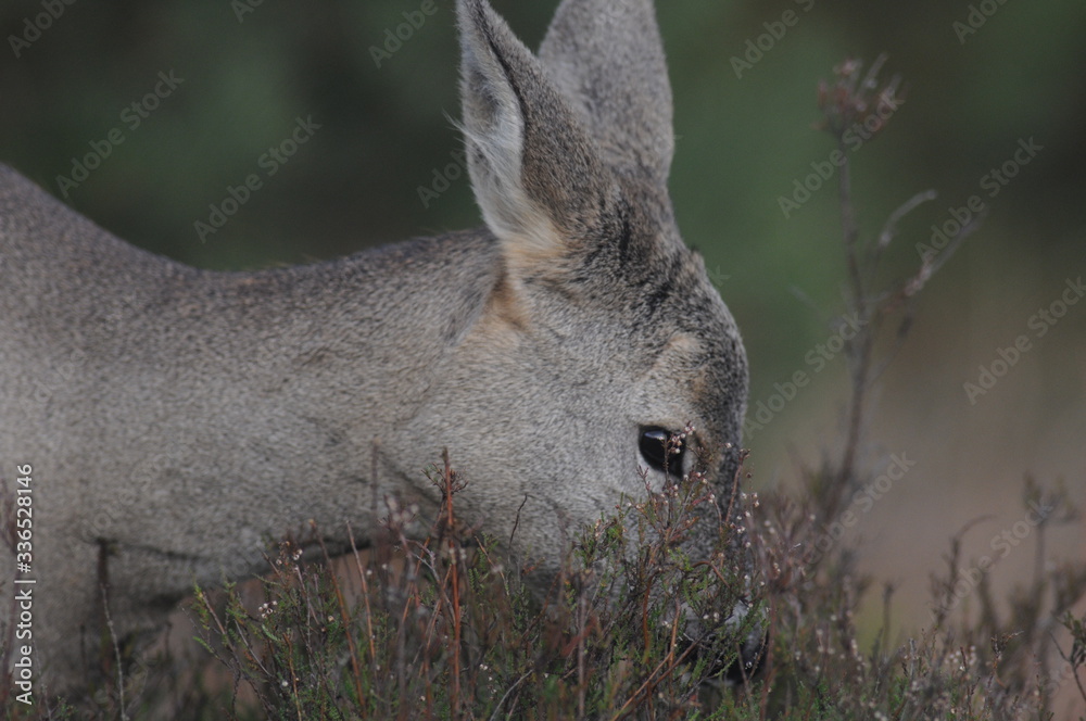 European roe deer (Capreolus capreolus) posing and displaying on camera European roe deer (Capreolus capreolus) posing and displaying on camera