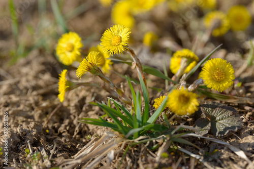 Coltsfoot or foalfoot medicinal wild herb. Farfara Tussilago plant growing in the field. Young flower used as medication ingredients. Meadow spring blooming grass. Group of beautiful yellow flowers.