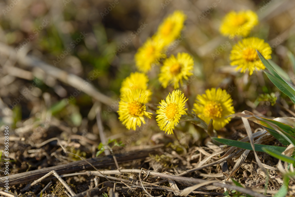 Coltsfoot or foalfoot medicinal wild herb. Farfara Tussilago plant growing in the field. Young flower used as medication ingredients. Meadow spring blooming grass. Group of beautiful yellow flowers. Coltsfoot or foalfoot medicinal wild herb. Farfara Tussilago plant growing in the field. Young flower used as medication ingredients. Meadow spring blooming grass. Group of beautiful yellow flowers.