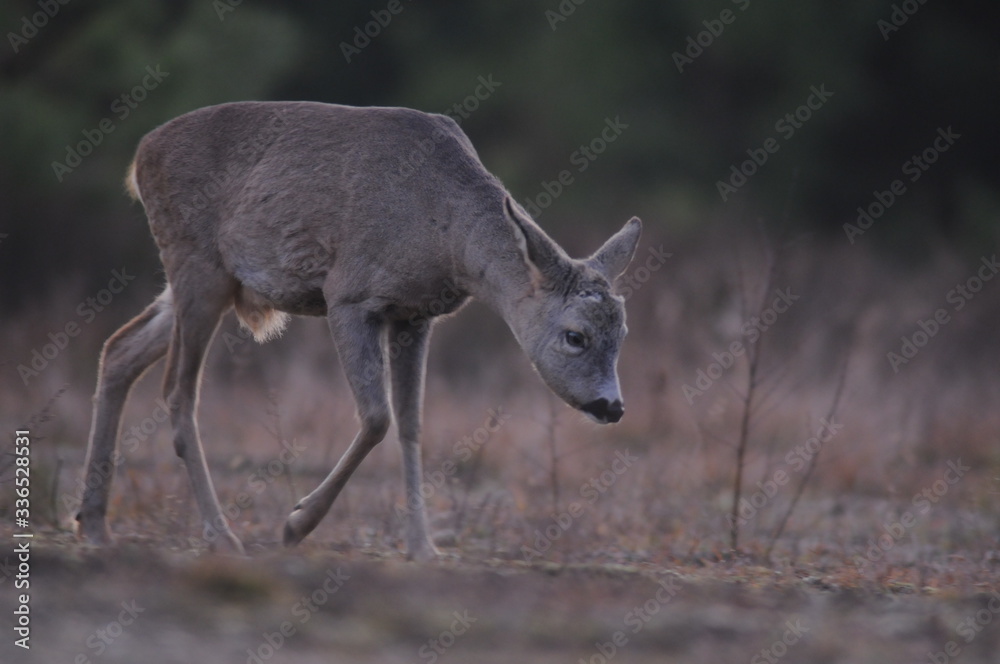 European roe deer (Capreolus capreolus) posing and displaying on camera European roe deer (Capreolus capreolus) posing and displaying on camera