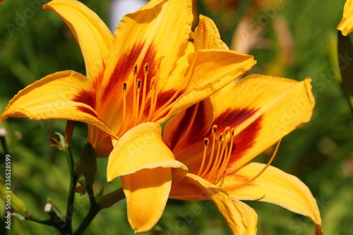 Daylily closeup on a green background