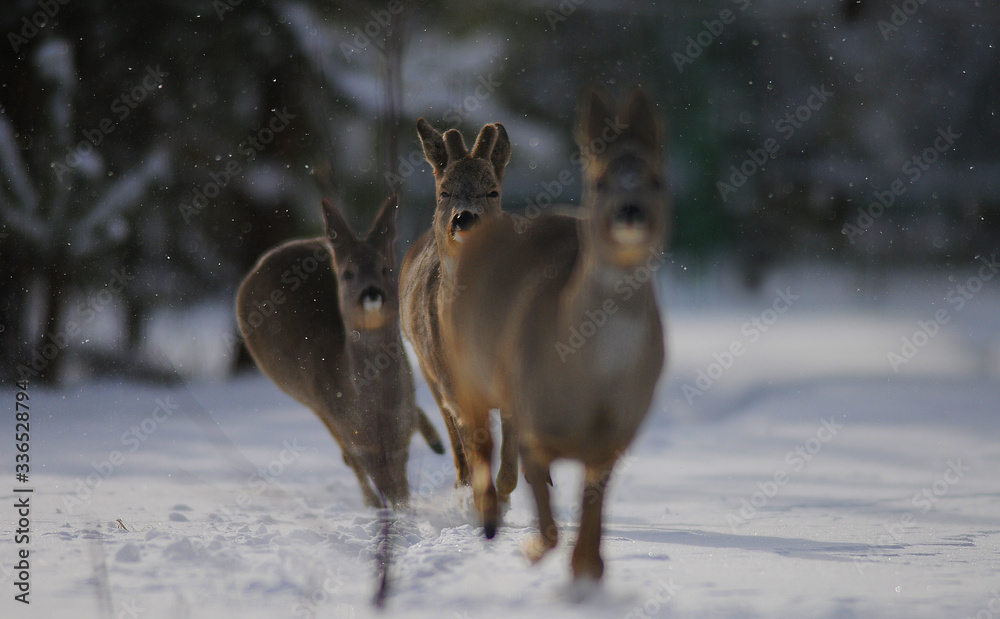 Fototapeta premium European roe deer (Capreolus capreolus) posing and displaying on camera