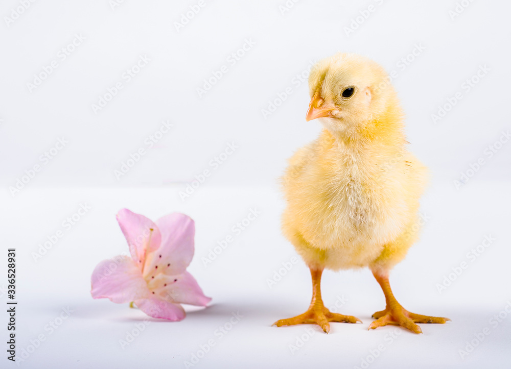 baby chicken and flower