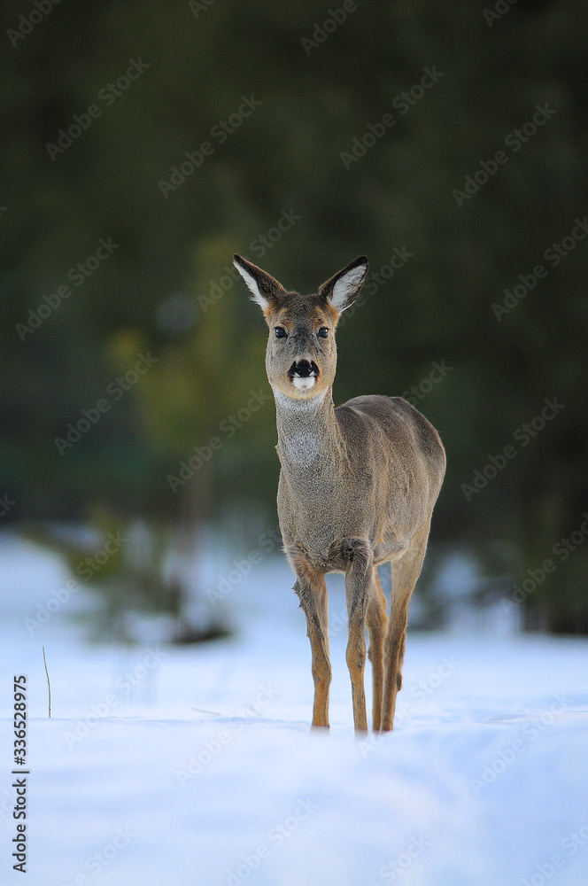 European roe deer (Capreolus capreolus) posing and displaying on camera European roe deer (Capreolus capreolus) posing and displaying on camera