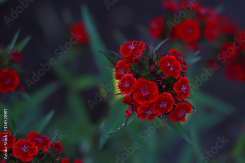 maroon carnation in the garden on a flower bed use for background and postcards