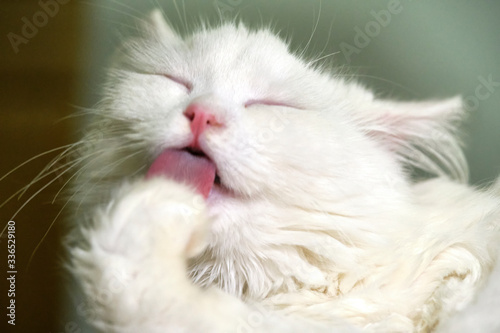White cat licks close-up color macro