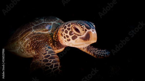 sea turtle on the water