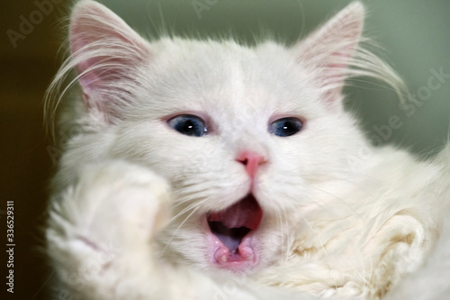 White cat licks close-up color macro