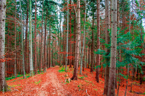 autumn in the forest