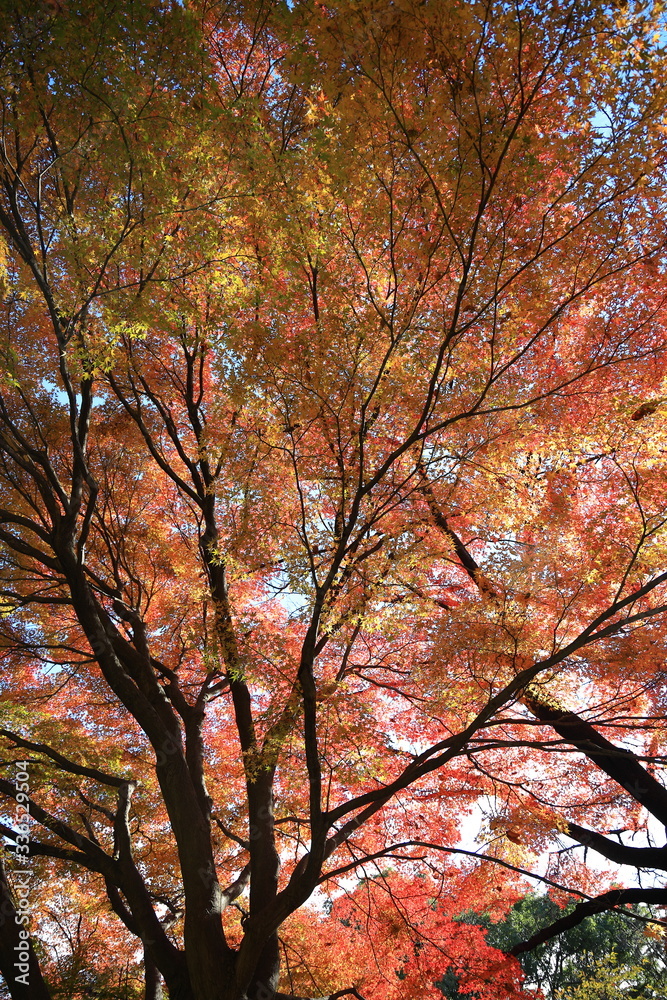 Beautiful colored leaves in Tokyo Japan