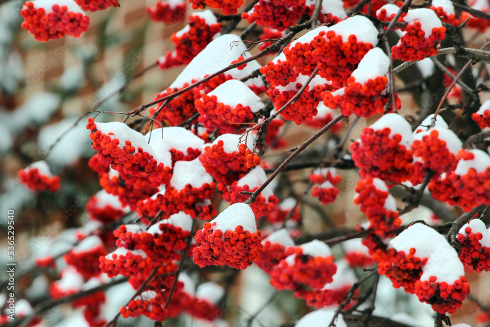 Rowan berries covered with snow at wintertime Rowan berries covered with snow at wintertime