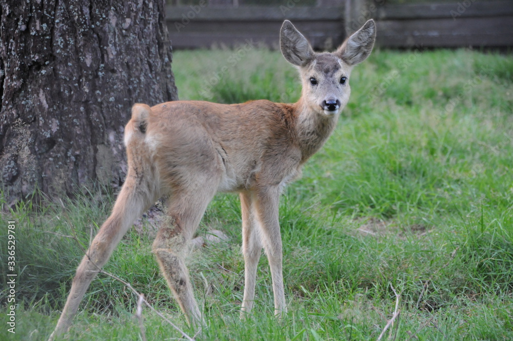 European roe deer (Capreolus capreolus) posing and displaying on camera European roe deer (Capreolus capreolus) posing and displaying on camera