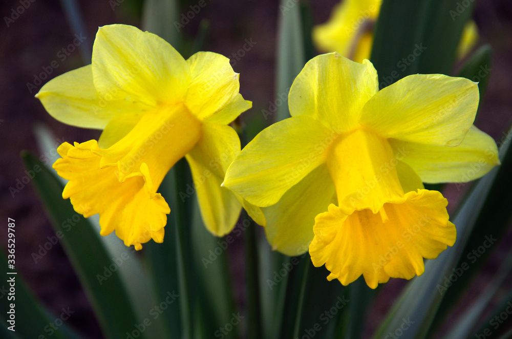 beautiful yellow daffodils on flowerbed in garden beautiful yellow daffodils on flowerbed in garden