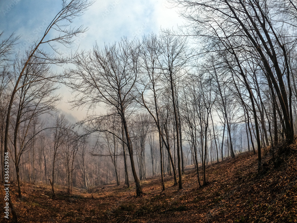 amateur pictures of fire and smoke from the scene and the impact of fire and smoke on nature and trees amateur pictures of fire and smoke from the scene and the impact of fire and smoke on nature and trees