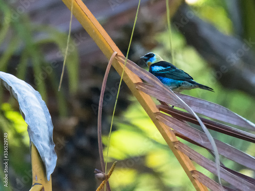Golden-Hooded Tanager perches on brown dark fronds photo