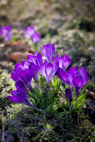Spring background with beautiful violet crocuses in the garden. Cinema toned photo.