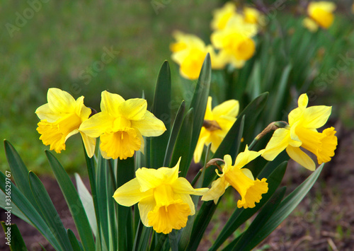 beautiful yellow daffodils on flowerbed in garden