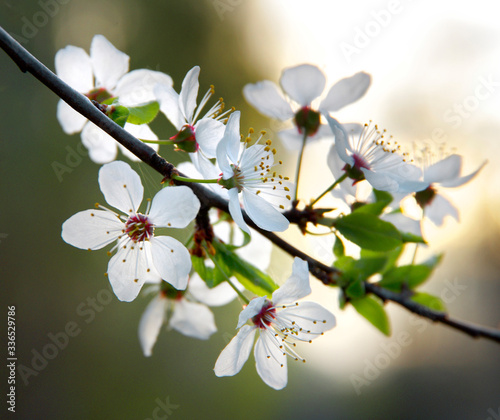 cherry tree with white flowers in spring time