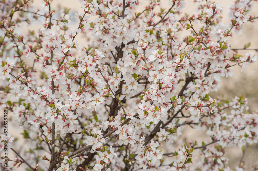 Beautiful scene with blooming apricot, blossom, Spring border or background art with pink apricot with blurred background. Spring flowers in Orchard Beautiful scene with blooming apricot, blossom, Spring border or background art with pink apricot with blurred background. Spring flowers in Orchard