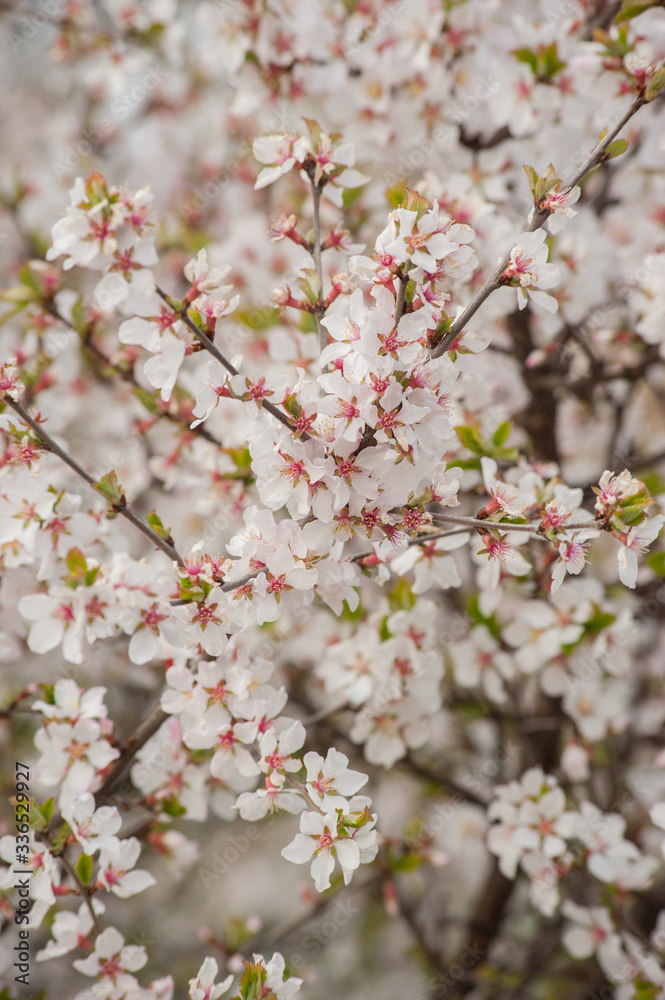 Beautiful scene with blooming apricot, blossom, Spring border or background art with pink apricot with blurred background. Spring flowers in Orchard Beautiful scene with blooming apricot, blossom, Spring border or background art with pink apricot with blurred background. Spring flowers in Orchard