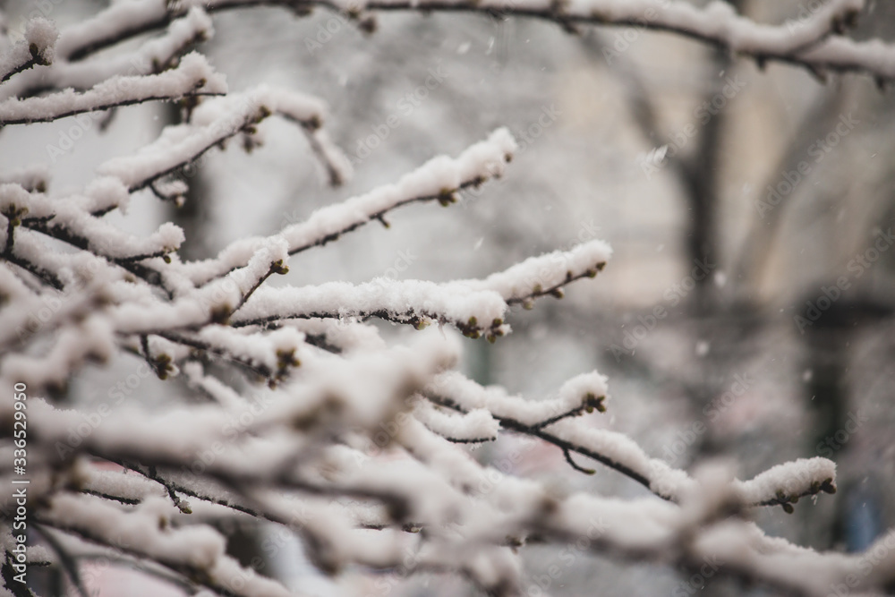 Tree branches covered with snow in springtime Tree branches covered with snow in springtime