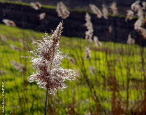 dry cane macro field background at spring