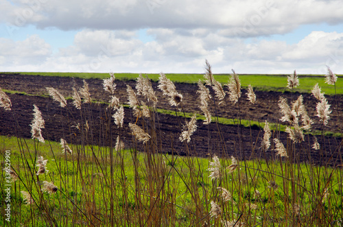 dry cane near arable field background at spring
